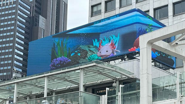 What makes Seibidou Co unique in the Japanese market?